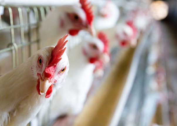 RUSIA: Científicos detectaron la transmisión de la cepa H5N8 de gripe aviar a seres humanos.