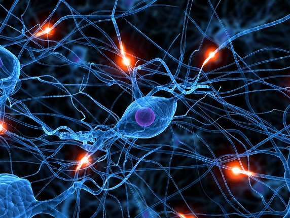 LOGRO ARGENTINO: Científicos y científicas lograron convertir células de piel en neuronas. Un avance para la epilepsia.