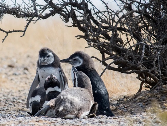 CHUBUT: El dueño de un campo realizó un camino paralelo, electrificó cercas y produjo una matanza de pingüinos.