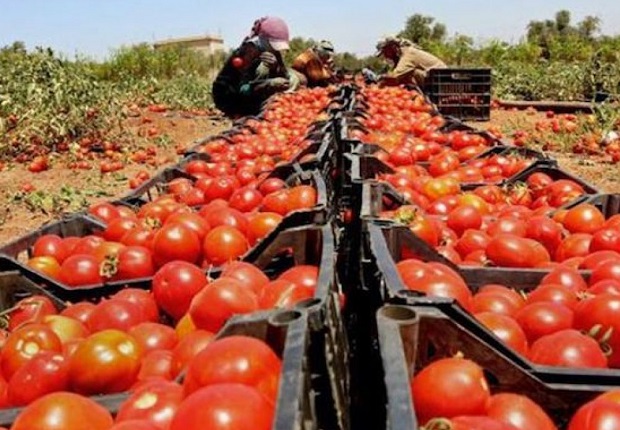 TOMATAZO. La UTT ofrecerá el kilo de tomates a 120 pesos para enfrentar la especulación.